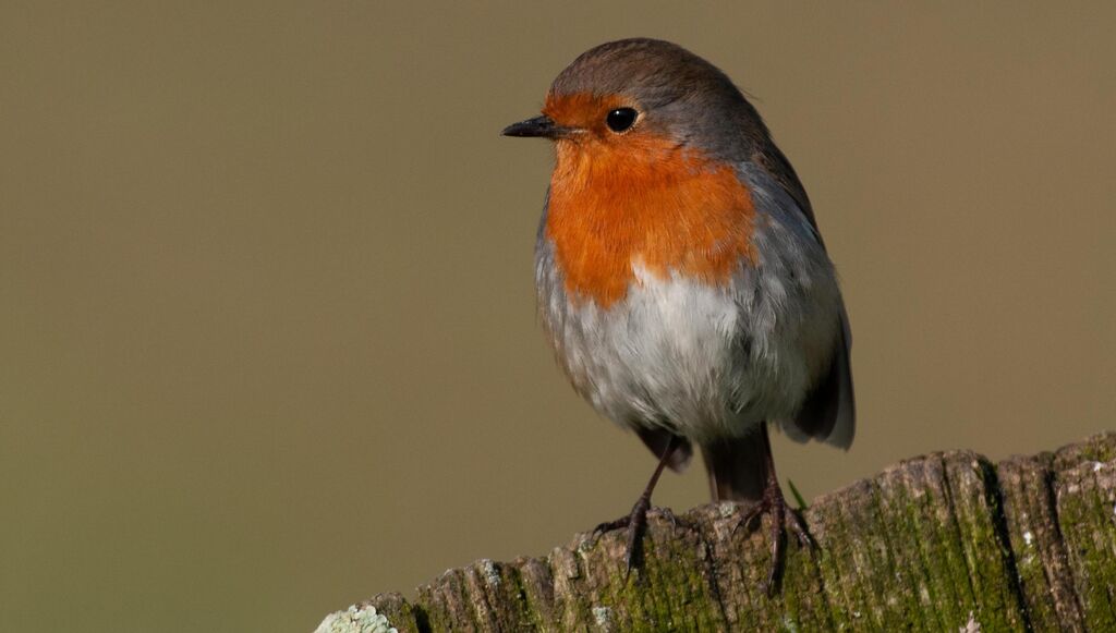 European Robinadult, close-up portrait