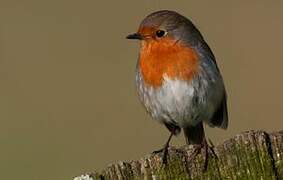 European Robin