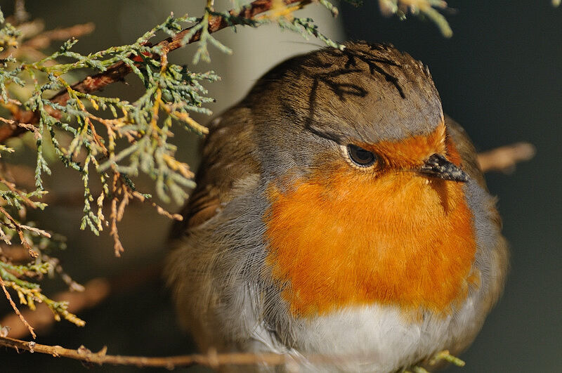 European Robinadult