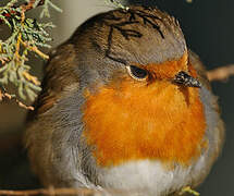 European Robin