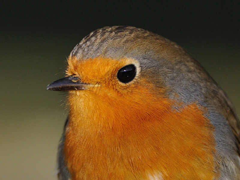 European Robin