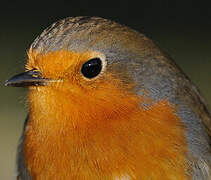 European Robin