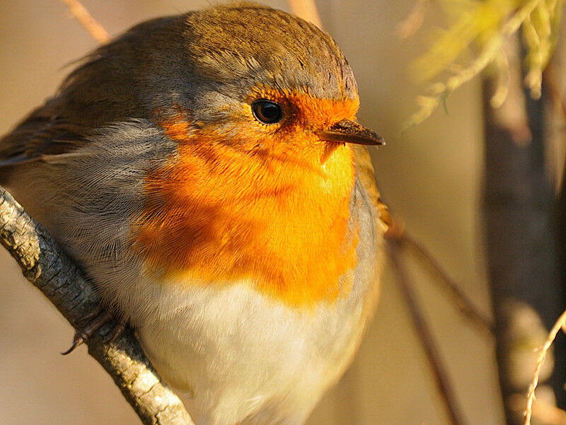 European Robinadult