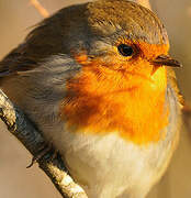 European Robin