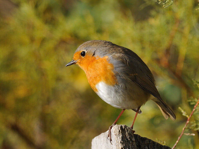 European Robinadult