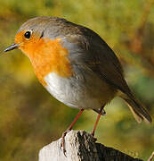 European Robin