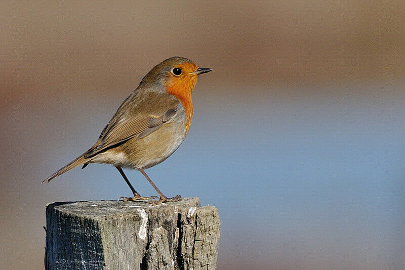 European Robinimmature