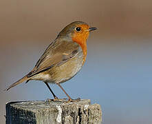 European Robin