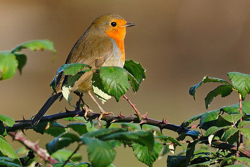 European Robinadult