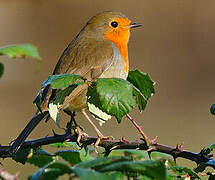 European Robin