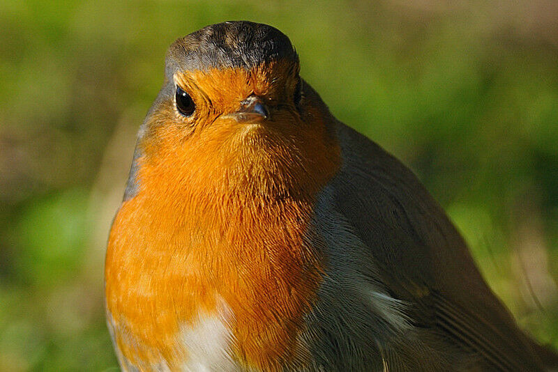 European Robinadult