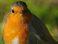 European Robin