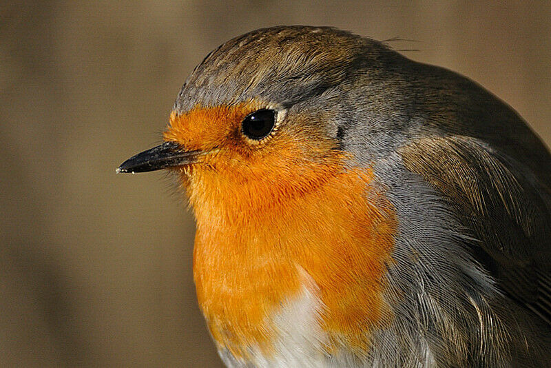 European Robinadult