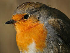 European Robin