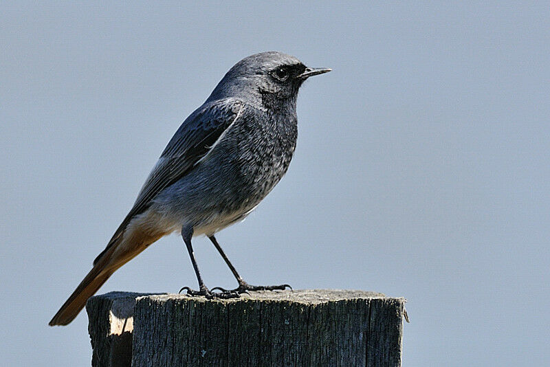 Black Redstart male