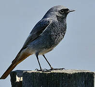 Black Redstart