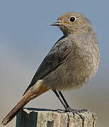 Black Redstart