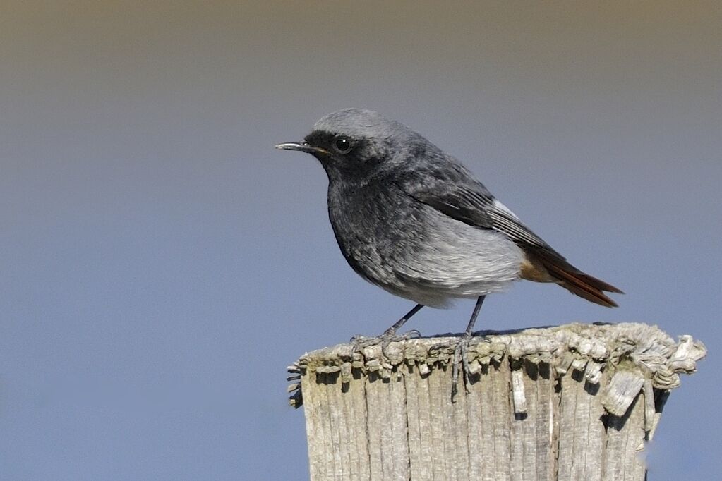 Black Redstart male adult breeding