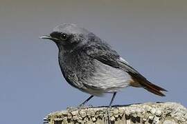 Black Redstart