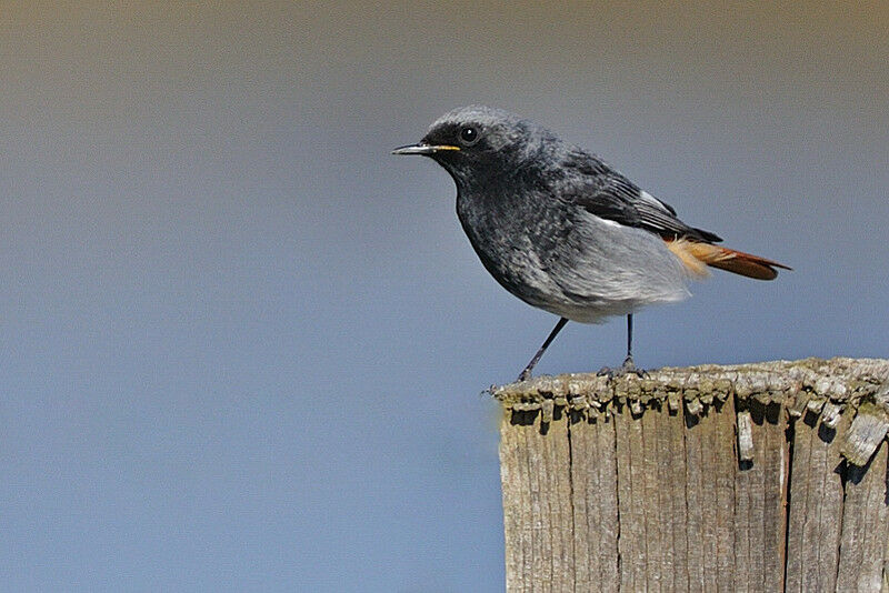 Black Redstart male adult breeding