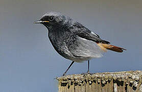 Black Redstart