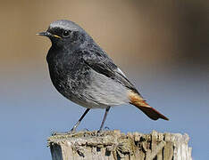 Black Redstart