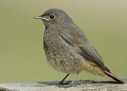 Black Redstart