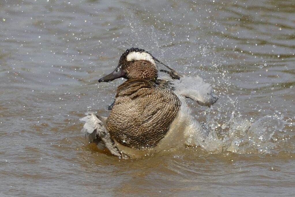 Garganeyadult breeding, care