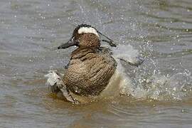 Garganey