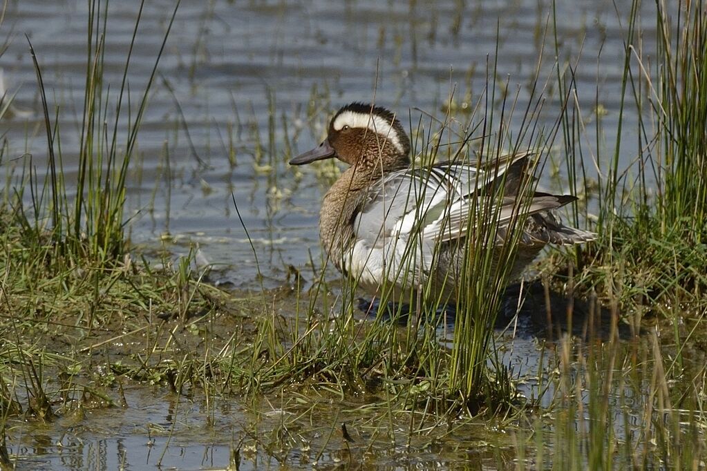 Garganey male adult breeding, habitat