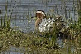 Garganey