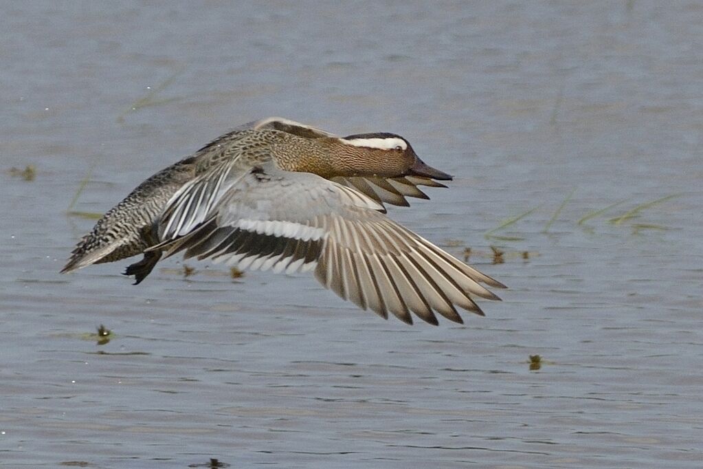 Garganey male adult, Flight