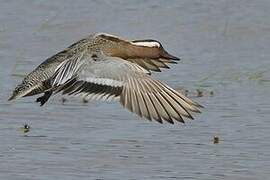 Garganey