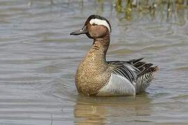 Garganey