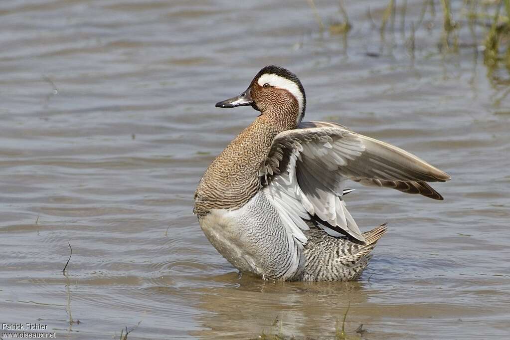 Garganey male adult breeding, care