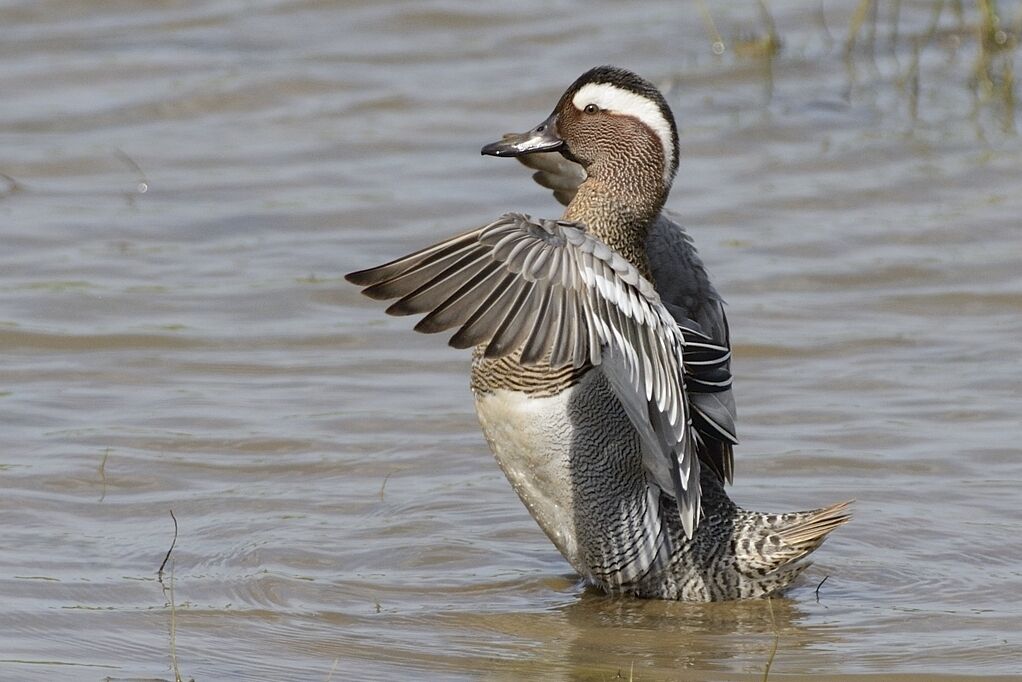 Garganey male adult breeding, care