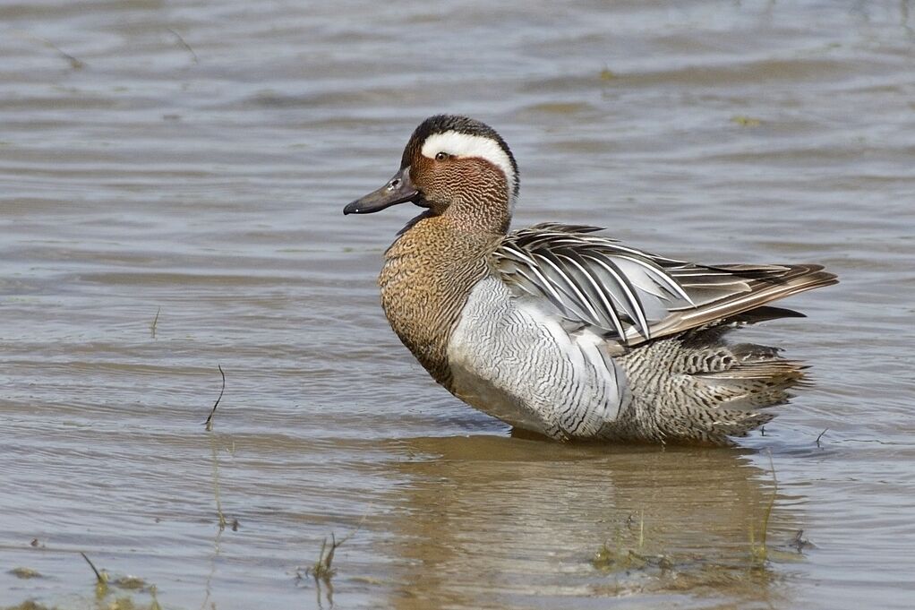 Garganey male adult breeding, aspect