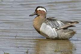 Garganey