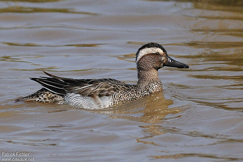 Garganey male adult breeding, swimming