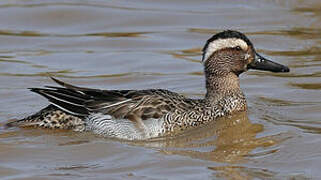 Garganey