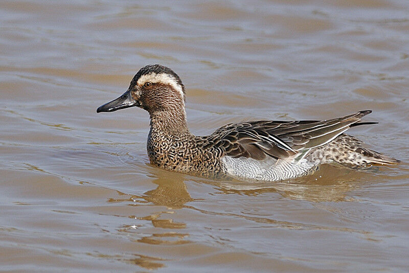 Garganey male adult