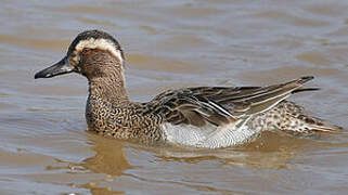 Garganey