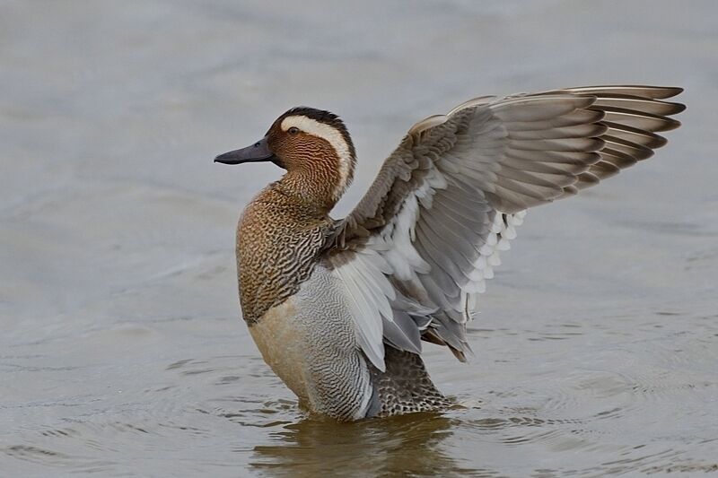 Garganey male adult post breeding