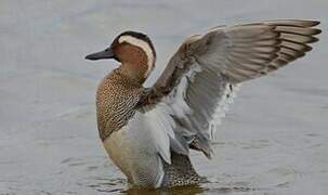 Garganey