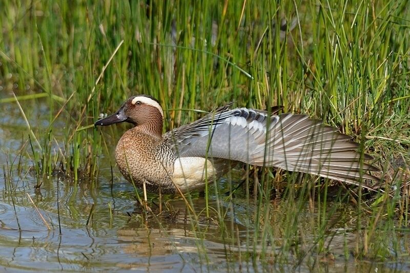 Garganey male adult breeding