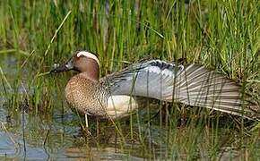 Garganey