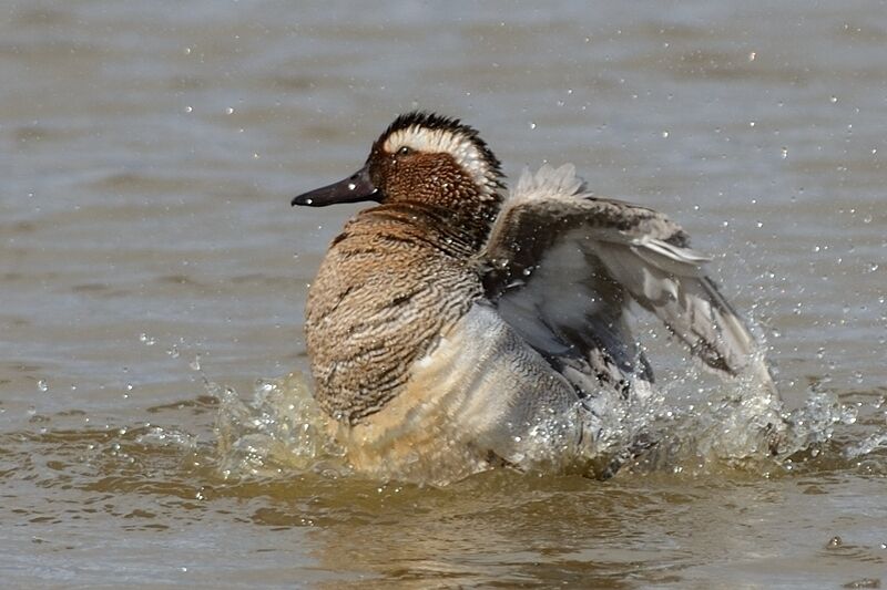 Garganey male adult breeding