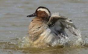 Garganey