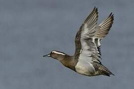 Garganey