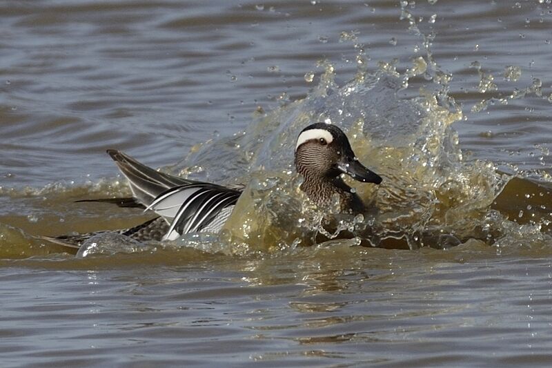 Garganey male adult breeding